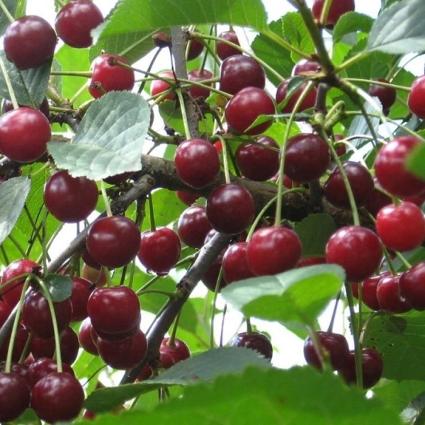 Саженцы вишни сорта Ливенская купить в Екатеринбурге по низкой цене